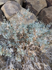 Ericameria cuneata