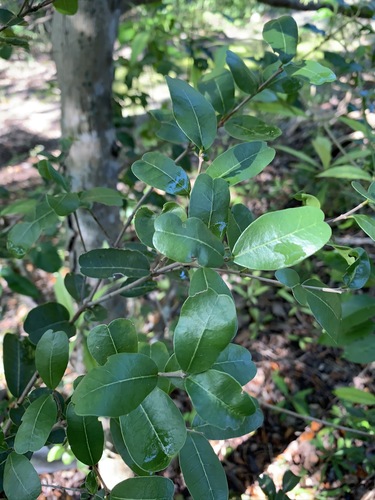 Image of Reynosia septentrionalis by (c) Brandon Corder, some rights reserved (CC BY)