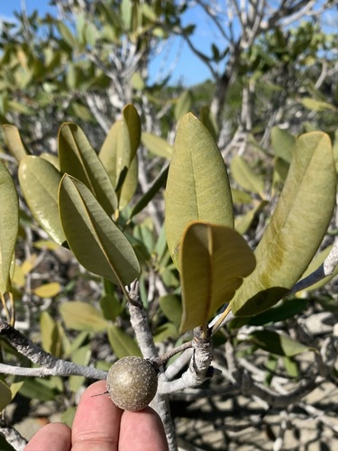 Image of Dátil Silvestre (Manilkara jaimiqui) by (c) Brandon Corder, some rights reserved (CC BY)