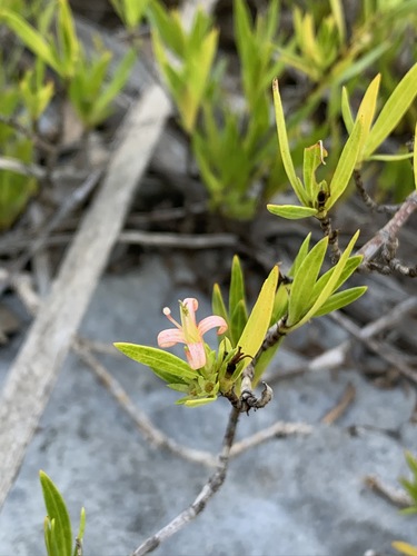 Image of Coker's Beach Creeper (Ernodea cokeri) by (c) Brandon Corder, some rights reserved (CC BY)