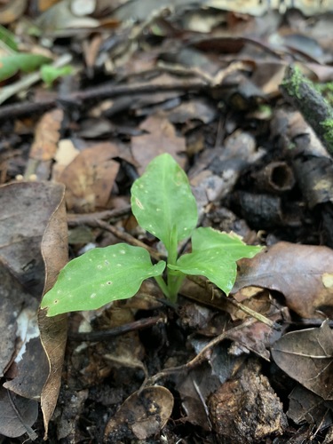 Image of Beloglottis costaricensis by (c) Brandon Corder, some rights reserved (CC BY)