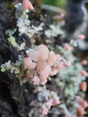 Baeomycetaceae