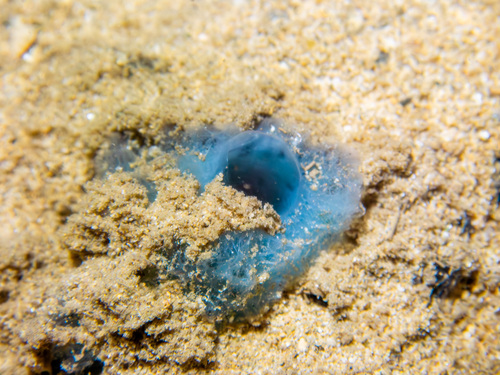 Haliclona observed 2025-12-04