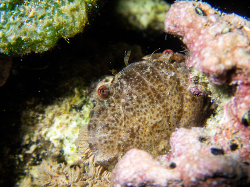 Etisus laevimanus observed 2025-12-05