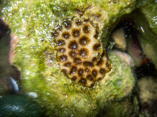 Leptastrea purpurea observed 2025-12-05