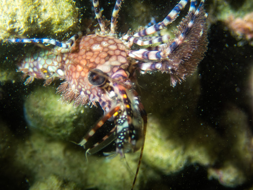 Saron marmoratus observed 2025-12-05