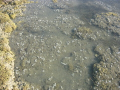 Eudistoma elongatum