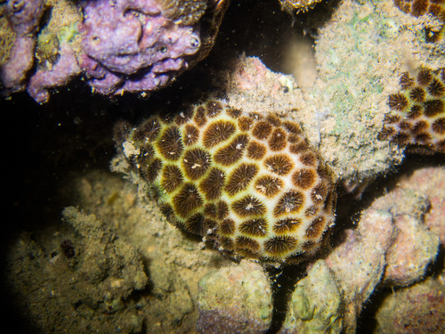 Leptastrea purpurea observed 2025-12-05