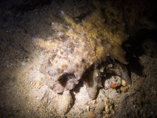 Stichopus horrens observed 2025-12-05