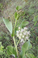 Asclepias lynchiana