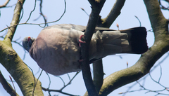 Columba palumbus