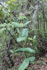 Asclepias otarioides