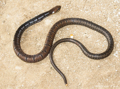 Black-Headed Collared Snake photo 2