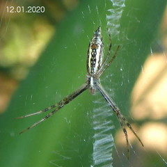 Argiope tapinolobata