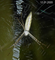 Argiope tapinolobata