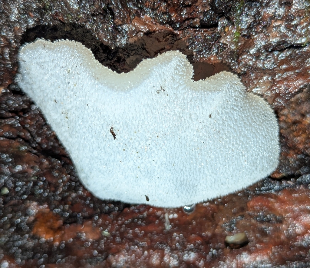 Pseudohydnum gelatinosum · December 2025 · photo: © benkeen (iNaturalist, cc0)