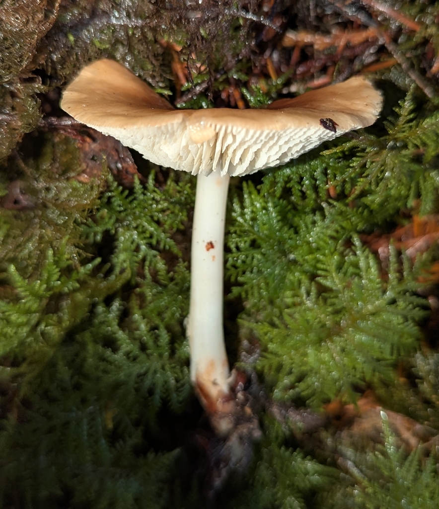 Rhodocollybia oregonensis