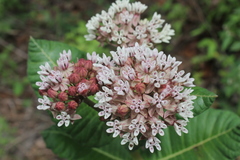 Asclepias otarioides