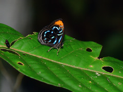 Abisarina
