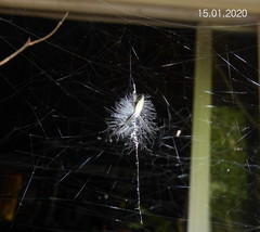 Argiope tapinolobata