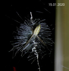 Argiope tapinolobata
