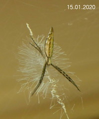 Argiope tapinolobata