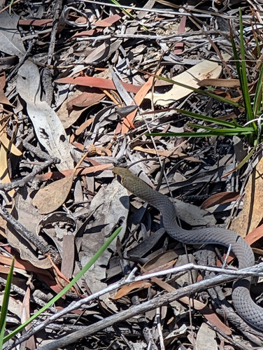 Yellow-faced Whipsnake sighting