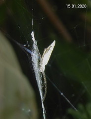 Argiope tapinolobata
