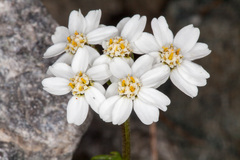 Achillea atrata