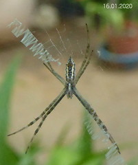 Argiope tapinolobata