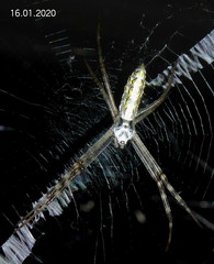 Argiope tapinolobata