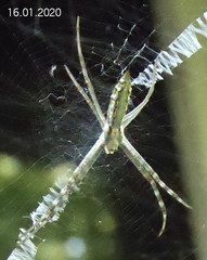 Argiope tapinolobata