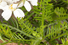 Achillea atrata