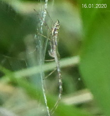 Argiope tapinolobata
