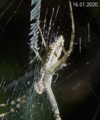 Argiope tapinolobata