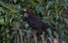 Turdus merula