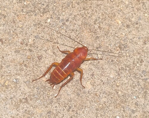 American Cockroach