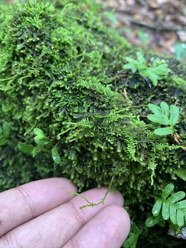 Image of Thelia hirtella by (c) Brandon Corder, some rights reserved (CC BY)
