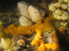 Dendrodoris
