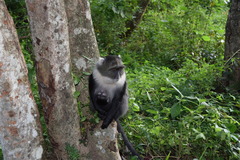 Cercopithecus mitis kolbi