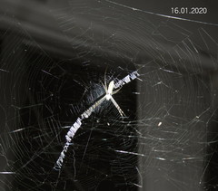 Argiope tapinolobata