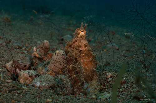 Photo of Algae octopus (Abdopus aculeatus)