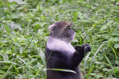 Cercopithecus mitis kolbi