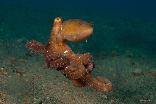 Photo of Algae octopus (Abdopus aculeatus)