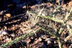 Cylindropuntia waltoniorum