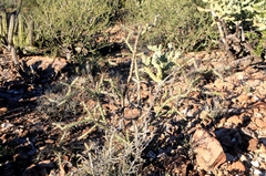 Cylindropuntia waltoniorum