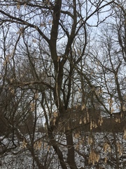 Acer negundo violaceum