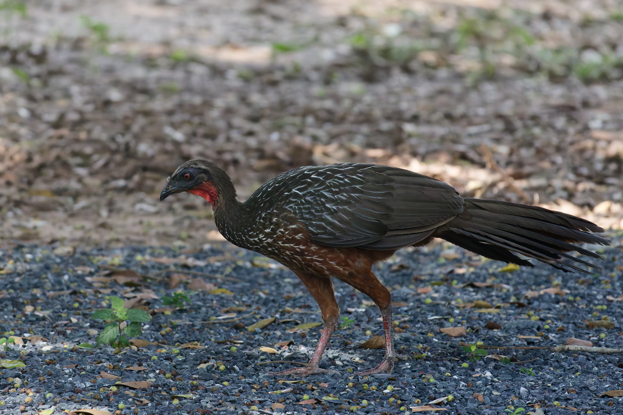 Chestnut-bellied Guan illustration