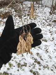 Acer negundo violaceum