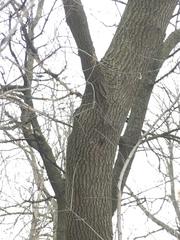 Acer negundo violaceum